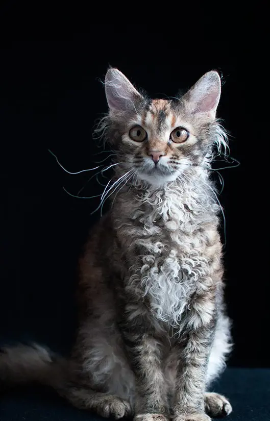 Laperm cat
