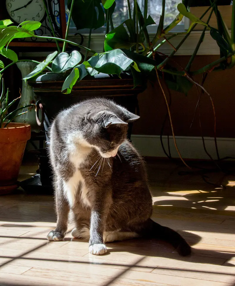 Why Is My Cat Chasing Their Tail?