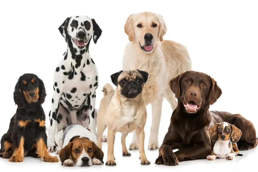 Dogs