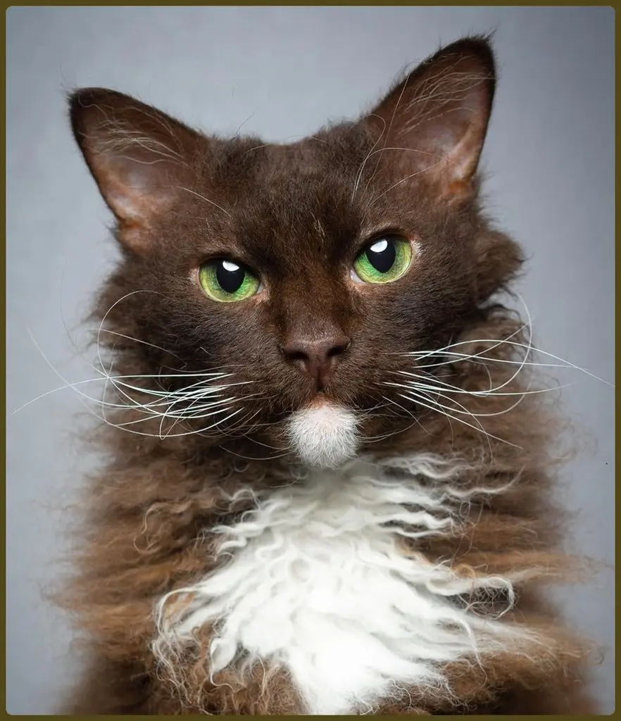 LaPerm Cat Breed Overview and Characters