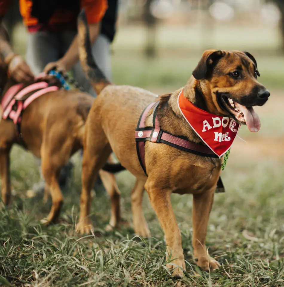 Why Off Leash Park Are Good For Your Dog