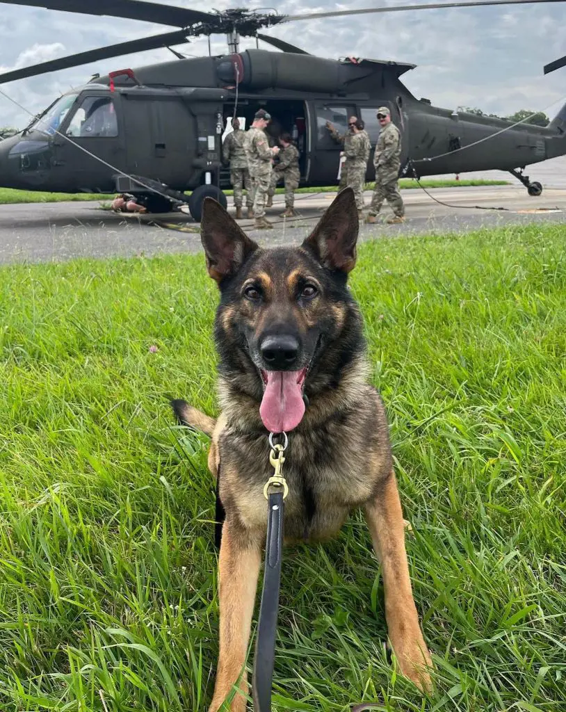 Military dog