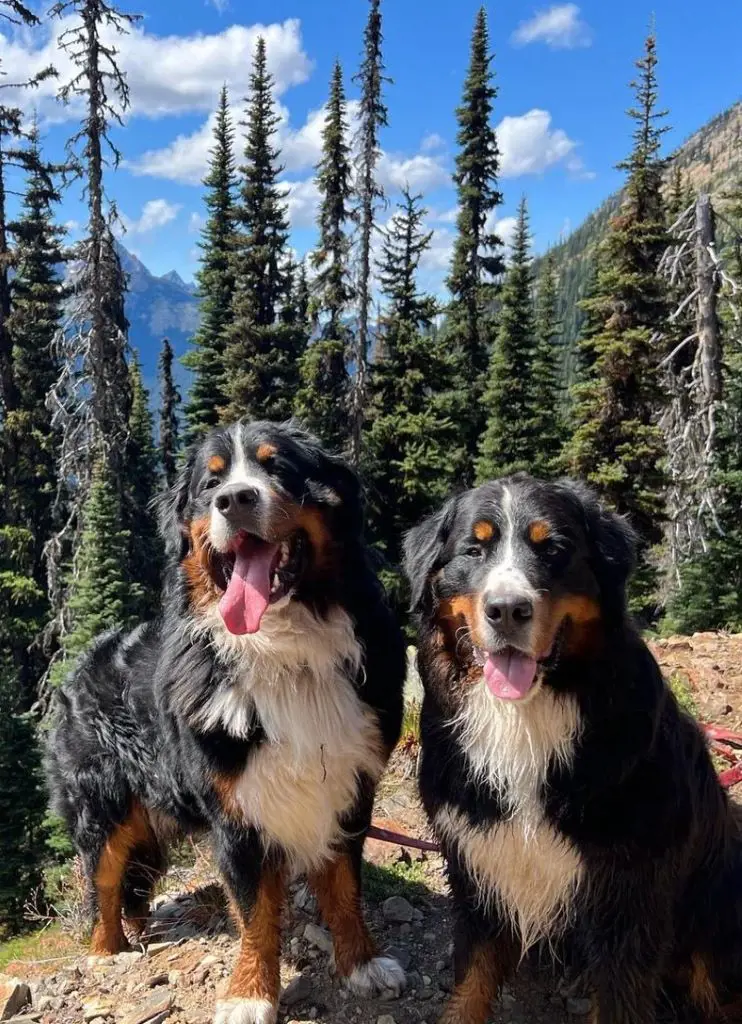 Loyal dogs Collies happily exploring the hills with their owners