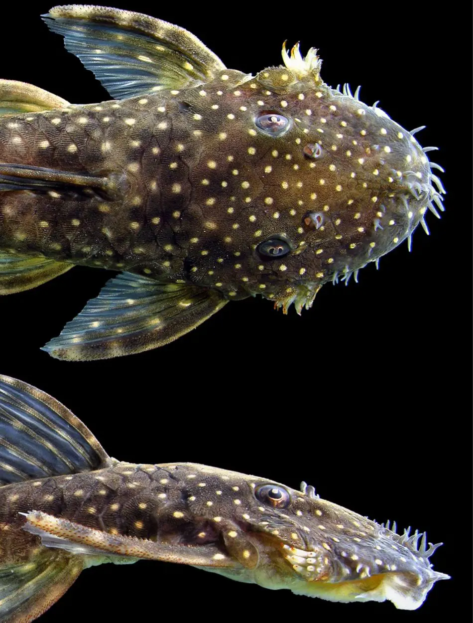 Bristlenose Pleco Care Guide And Tank Mates