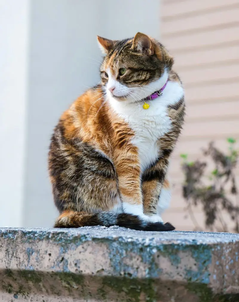Calico Cat Breed Profile Information And Characteristics