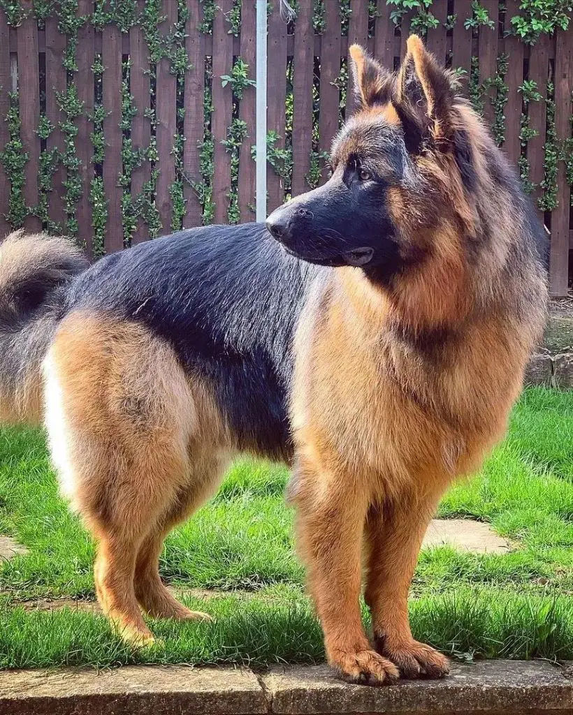 German dog