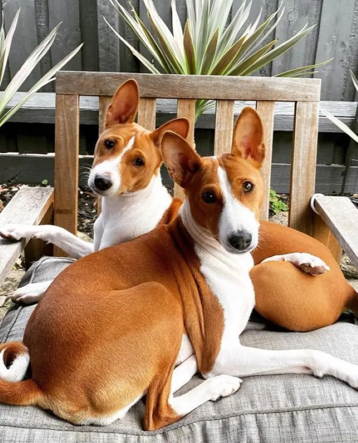 Basenji